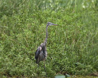 Büyük Mavi Balıkçıl (ardea herodias) bir ağaca tünedi.