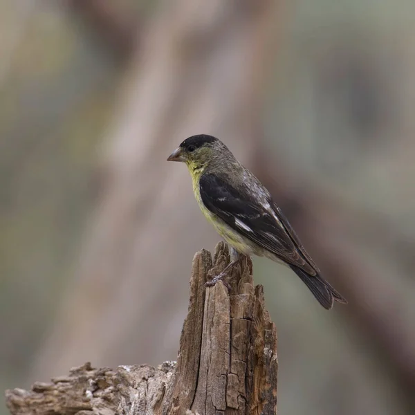 Petit Chardonneret Mâle Perché Sur Une Branche Cassée — Photo