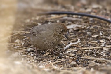 Kanyon Towhee (melozone fusca) gagasında bir tohum ile