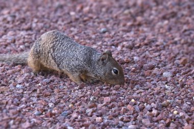 Kaya sincabı (otospermophilus variegatus) bazı arazi çakıllarında arama yapar