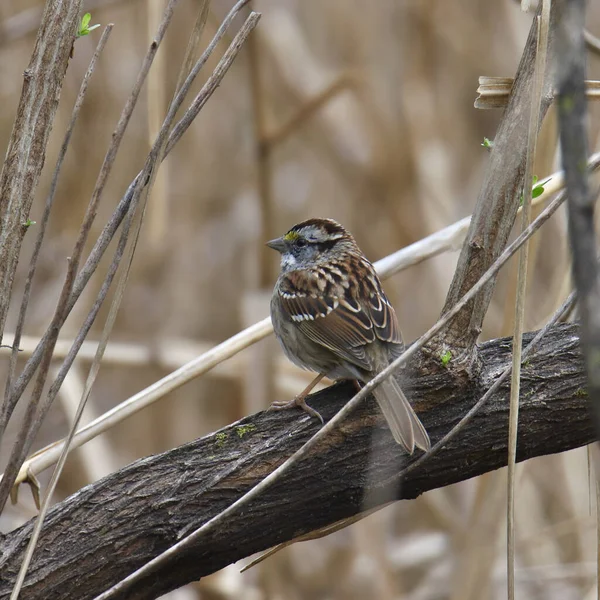 Witkeelmus Zonotrichia Albicollis Een Grote Tak — Stockfoto