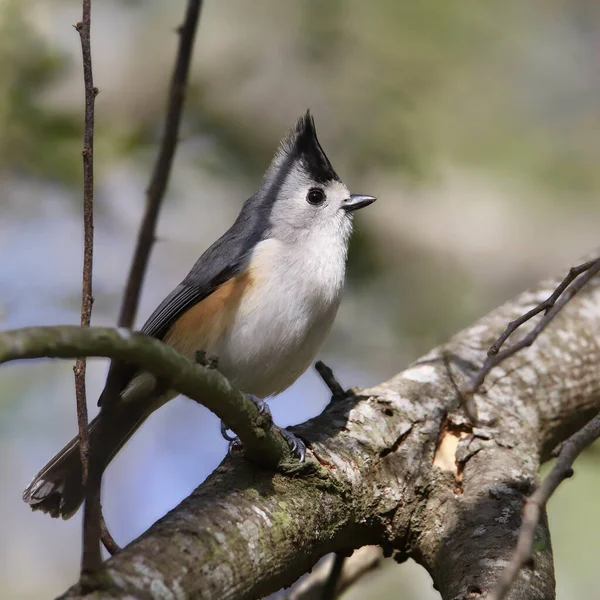 Black Crested Titmouse Baelolophus Atricristatus Perched Big Tree Branch — Stock Photo, Image