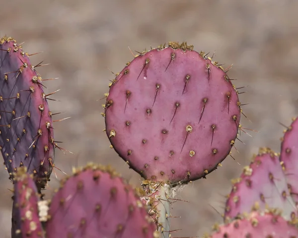 Fioletowy Kaktusowy Szczytowy Opuntia Macrocentra — Zdjęcie stockowe