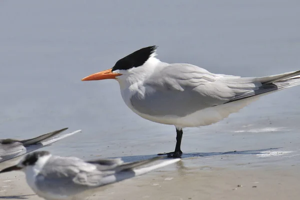 Royal Tern Thalasseus Maximus Pie Una Playa Arena —  Fotos de Stock