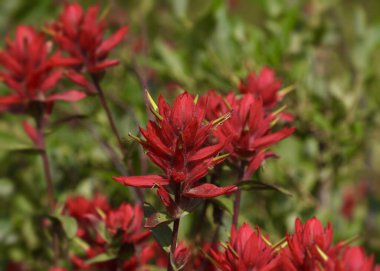 Parlak kırmızı Hint Paintbursh (kastilya)) 