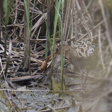 Kral Rail (rallus elegans) büyük bir avla sıvışıyor