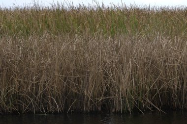 Kalın bir tahıl ambarı (phragmitler) kapatın)