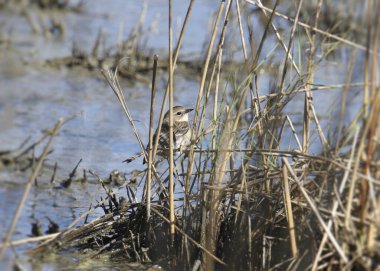 Sarı popolu Warbler (Myrtle, dişi) dağınık bir sulak alana tünemiş.
