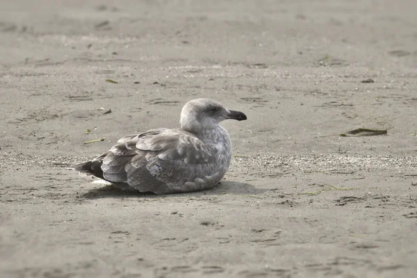Western Gull 1St Winter Sitting Sandy Beach — Stock Photo, Image