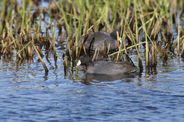 Amerikan Coot (fulica americana) otlak sulak bir arazide yiyecek arıyor