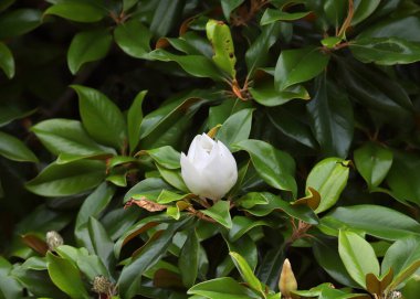 Beyaz bir manolya tomurcuğunun yakın çekimi