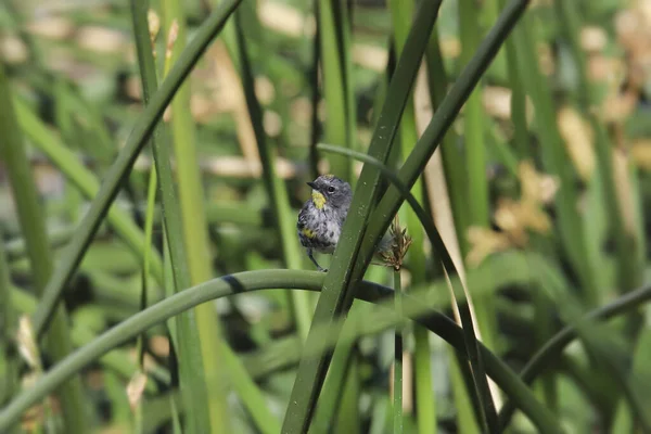 Sárga Pacsirta Audubon Férfi Setophaga Coronata Ült Magas Nád — Stock Fotó