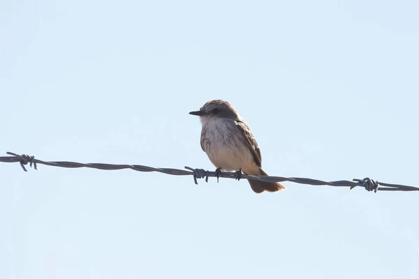 Vermilion Flycatcher Inmaduro Encaramado Una Hebra Alambre Púas — Foto de Stock