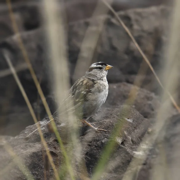 Белоголовый Воробей Zonotrichia Leucophrys Сидит Большом Камне — стоковое фото