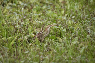 Amerikan Bittern (botaurus lenginosus) bazı çimenlerde yiyecek arıyor