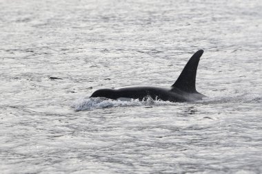 Ocra balinası (orcinus orca) okyanusta gedik açıyor