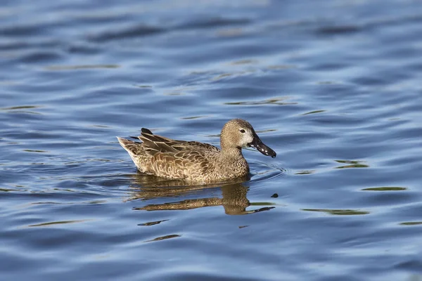 Canela Teal Fêmea Nadando Uma Lagoa — Fotografia de Stock