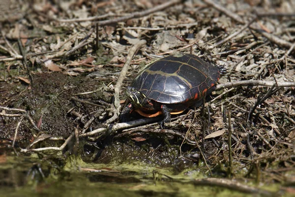 Gemalte Schildkröte Chrysemys Picta Rande Des Unordentlichen Teiches — Stockfoto