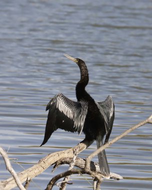 Anmeninga (erkek) bir göletin kenarındaki bir engele tünedi
