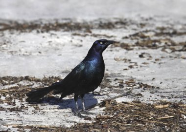 Tekne kuyruklu Grackle (erkek) kumlu bir plaja tünemişti.