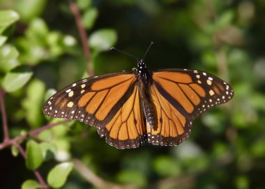 Bir Kral Kelebeğinin Yakın Çekimi (danaus plexippus)