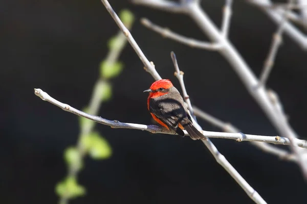 Vermiljoen Vliegenvanger Pyrocephalus Obscurus Een Kale Tak — Stockfoto