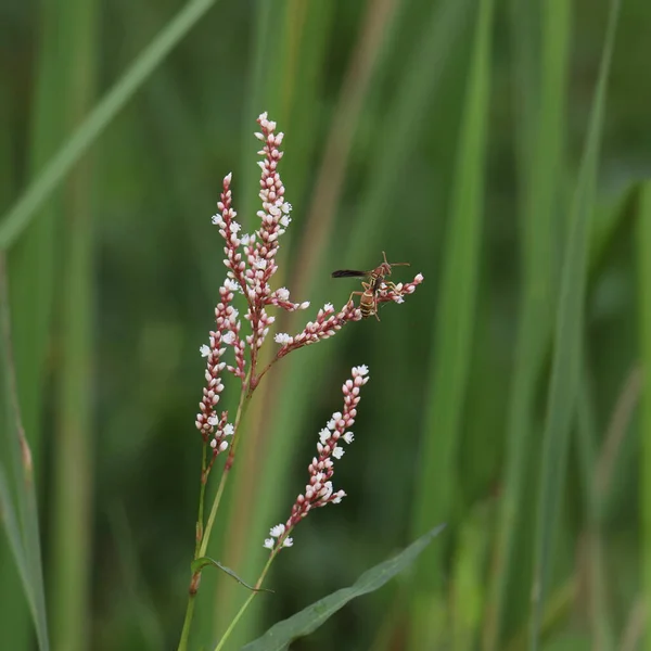 Ant Clinging Flowering Grass — Stock Photo, Image