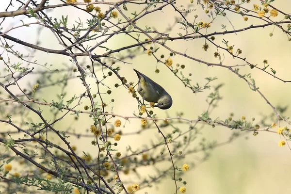 Warbler Pomarańczowo Koronowany Orethlypis Celata Siedzący Kolorowym Drzewie — Zdjęcie stockowe