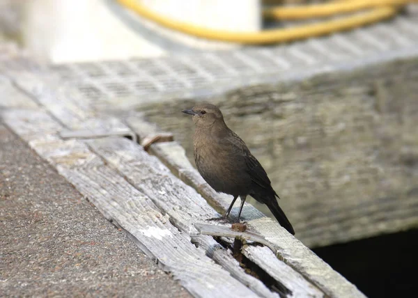 Brewer Blackbird Weibchen Thront Auf Einem Holzsteg — Stockfoto