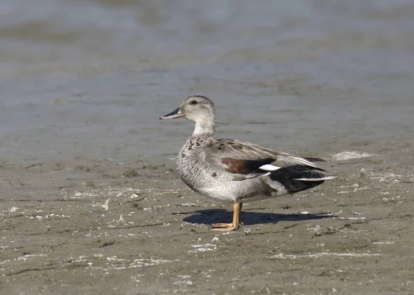 Gadwall Ente Männlich Anas Strepera Steht Watt — Stockfoto