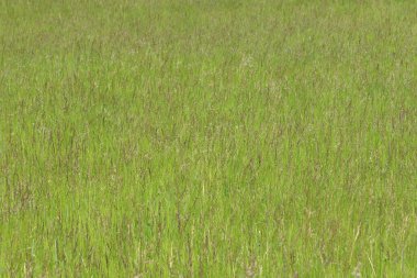 parlak yeşil çimenlerin arkaplanı