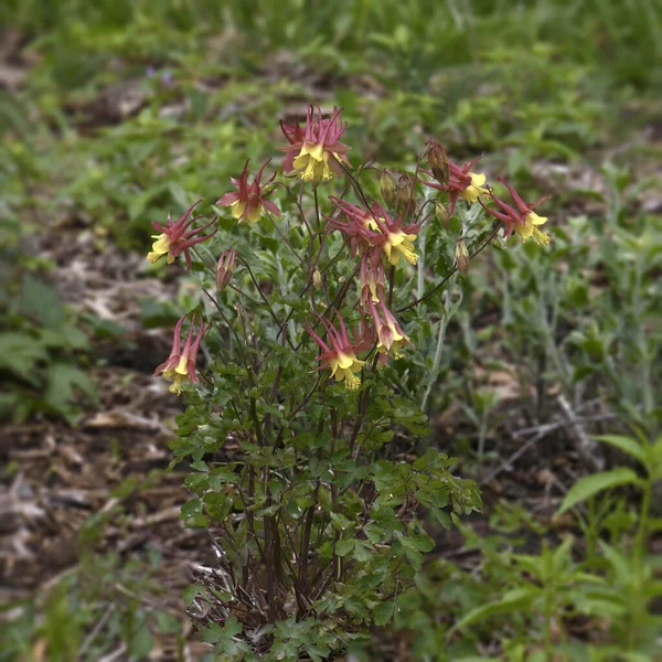 Великий Згусток Червоного Колумбіна Aquilegia Canadensis — стокове фото