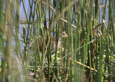 Sora (Porzana carolina) bazı sazlıkları zirveye çıkarıyor