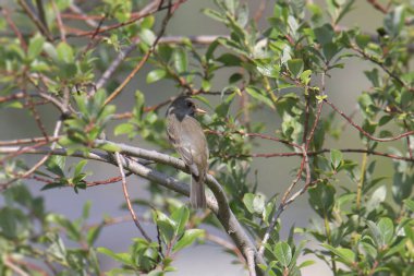 Willow Flycatcher (empidonax patikası) yapraklı bir ağaca tünedi.