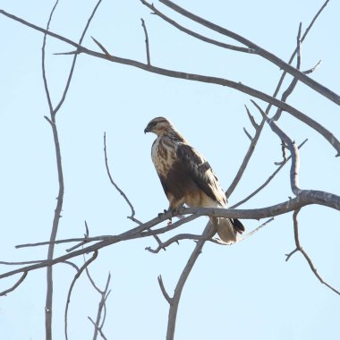 Kaba bacaklı Şahin (buteo lagopus) yapraksız bir ağaca tünedi.