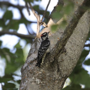 Downy Ağaçkakan (erkek) (ergenlik çağındaki ergenler) bir ağacın gövdesinde