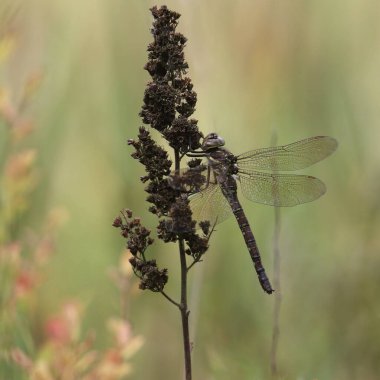 Gölge Darner Yusufçuğu (aechna şemsiyesi)