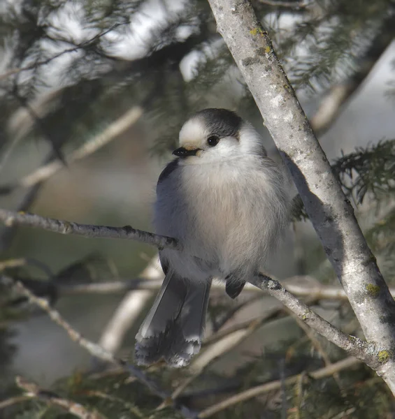 ツリー内の灰色のジェイ Perisoreus Canadensis — ストック写真