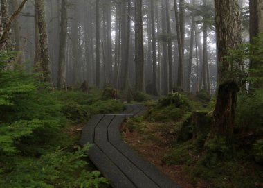 Naikoon İl Parkı 'ndaki sahil yolu, Haida Gwaii, British Columbia