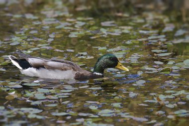 Mallard Duck (erkek) (Ananas platyrhynchos) dağınık bir gölette yüzüyor