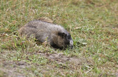 Beyaz Marmot (marmota caligata) çimenli zeminde arama yapıyor
