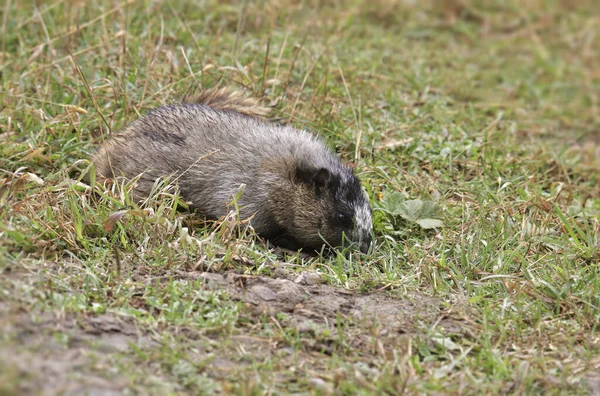 Hoary Marmot Marmota Caligata Żerujący Trawiastym Gruncie — Zdjęcie stockowe