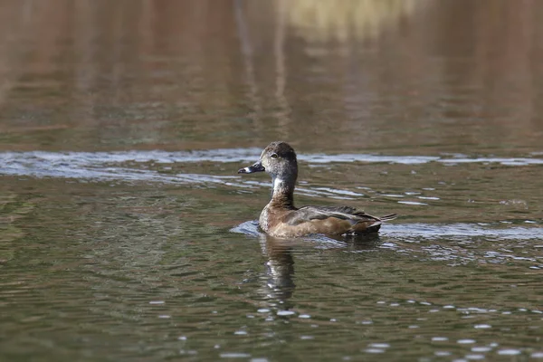 池の中で泳ぐ鴨 アヤクラリス — ストック写真