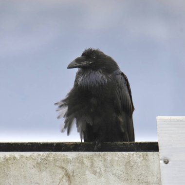 Beton bir duvara tünemiş Karga (corvus corax) 