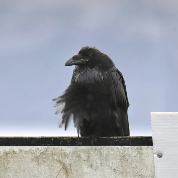 Corvo Comum Corvus Corax Empoleirado Uma Parede Concreto — Fotografia de Stock