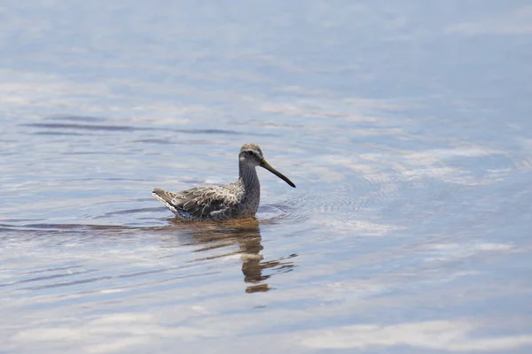 Dowitcher Bico Curto Não Reprodutivo Limnodromus Griseus Nadando Águas Rasas — Fotografia de Stock