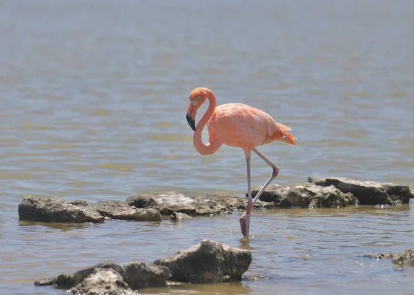 Amerikan Flamingosu Phoenicopterus Ruber Sığ Sularda Beslenir — Stok fotoğraf