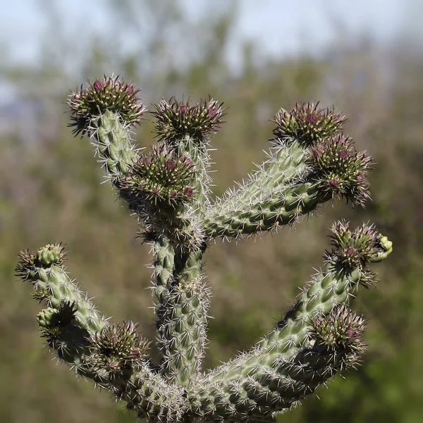 Cane Cholla Cylindropimtia Imbricata 불리는 선인장 — 스톡 사진