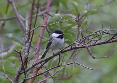 Siyah başlıklı Chickadee (poecile atricapillus) yapraklı bir ağaca tünemiştir.