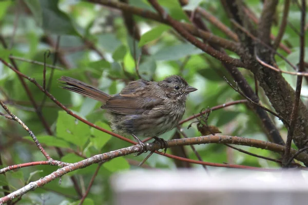 Singsperling Melospiza Melodia Hockt Einem Laubbaum — Stockfoto